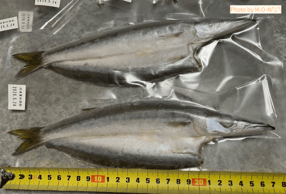 ヒューリック株主優待カタログで頼んだ釜鶴の干物詰合せの中のかますの大きさを測ったところ